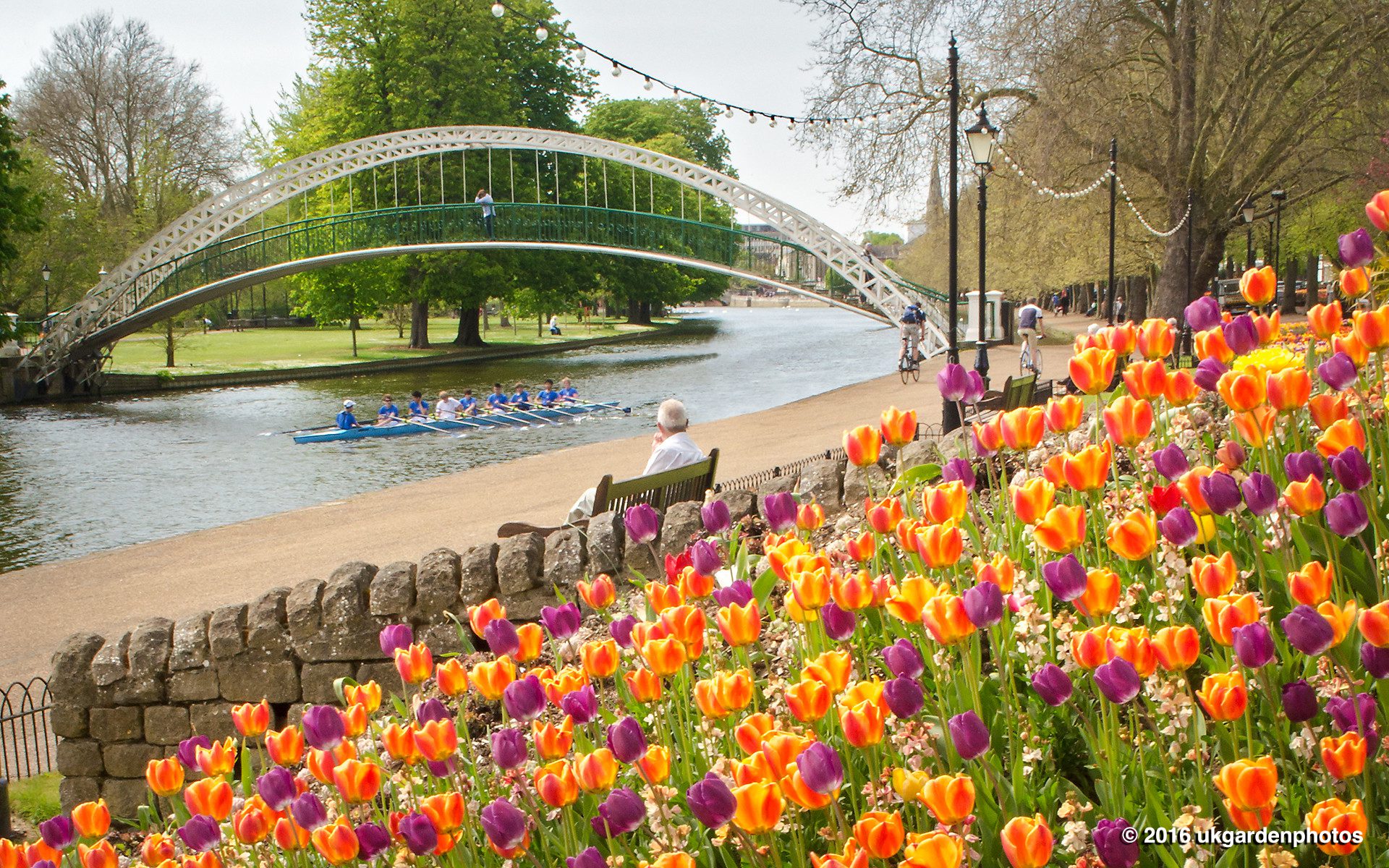 Colorful Tulips on River Ouse Embankment, Bedford, UK